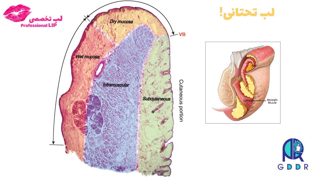 آناتومی عروق و عضلات لب