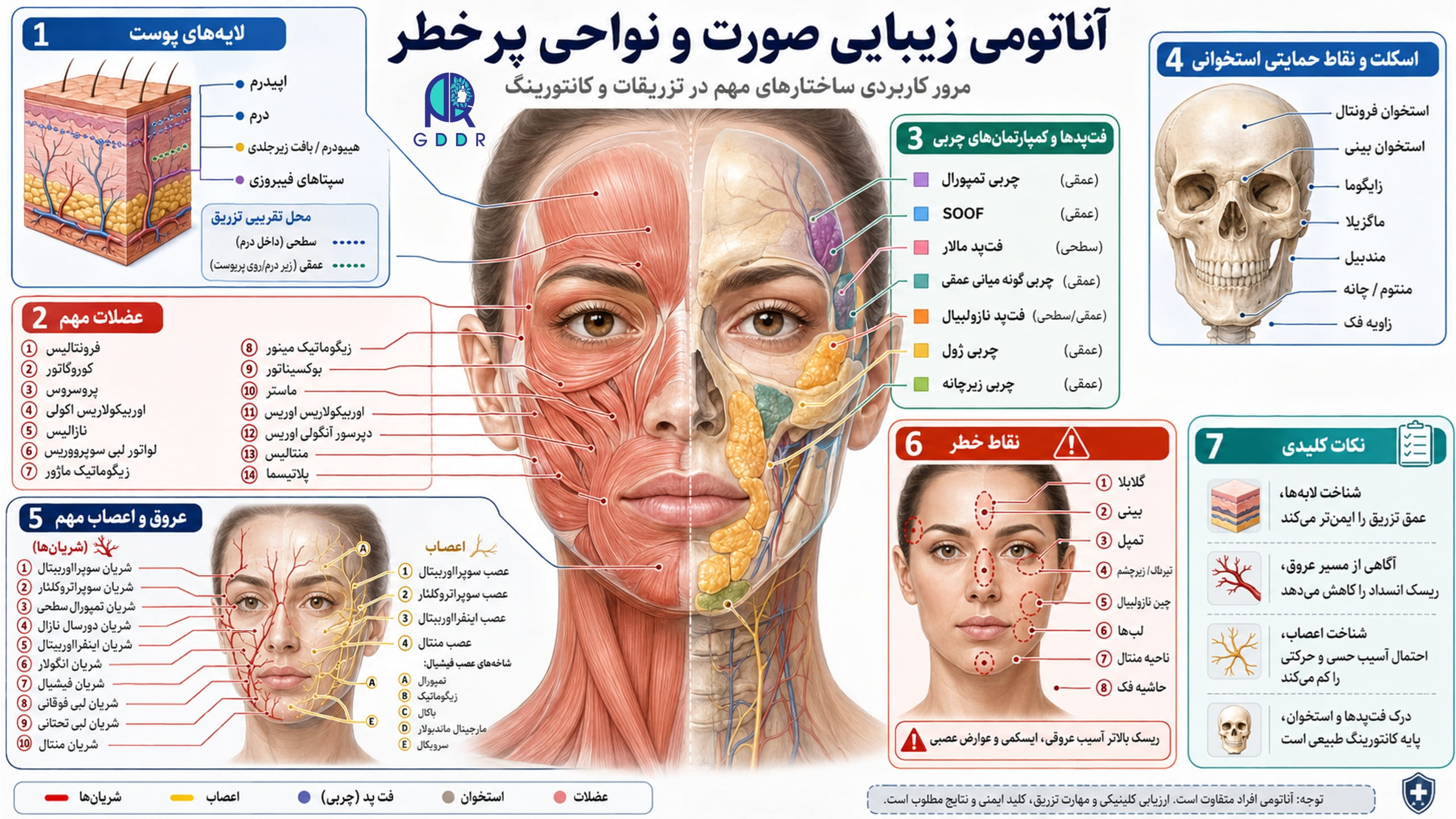 تصویری اینفوگرافیک از موضوعات و مبانی مهم و نقاط خطر در آناتومی زبیایی و استتیک