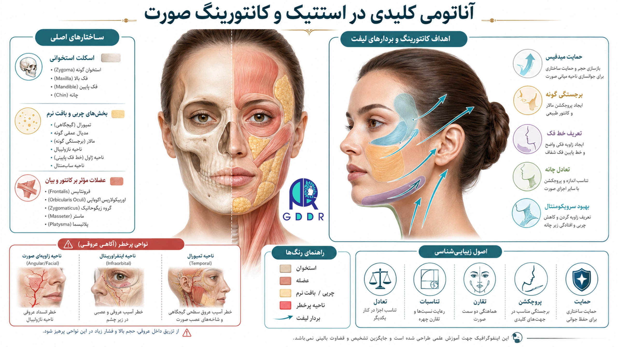 جنبه ها و ابعاد مختلف آناتومی زیبایی و استتیک در یک تصویر اینفوگرافیک