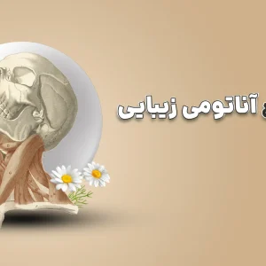 آناتومی زیبایی