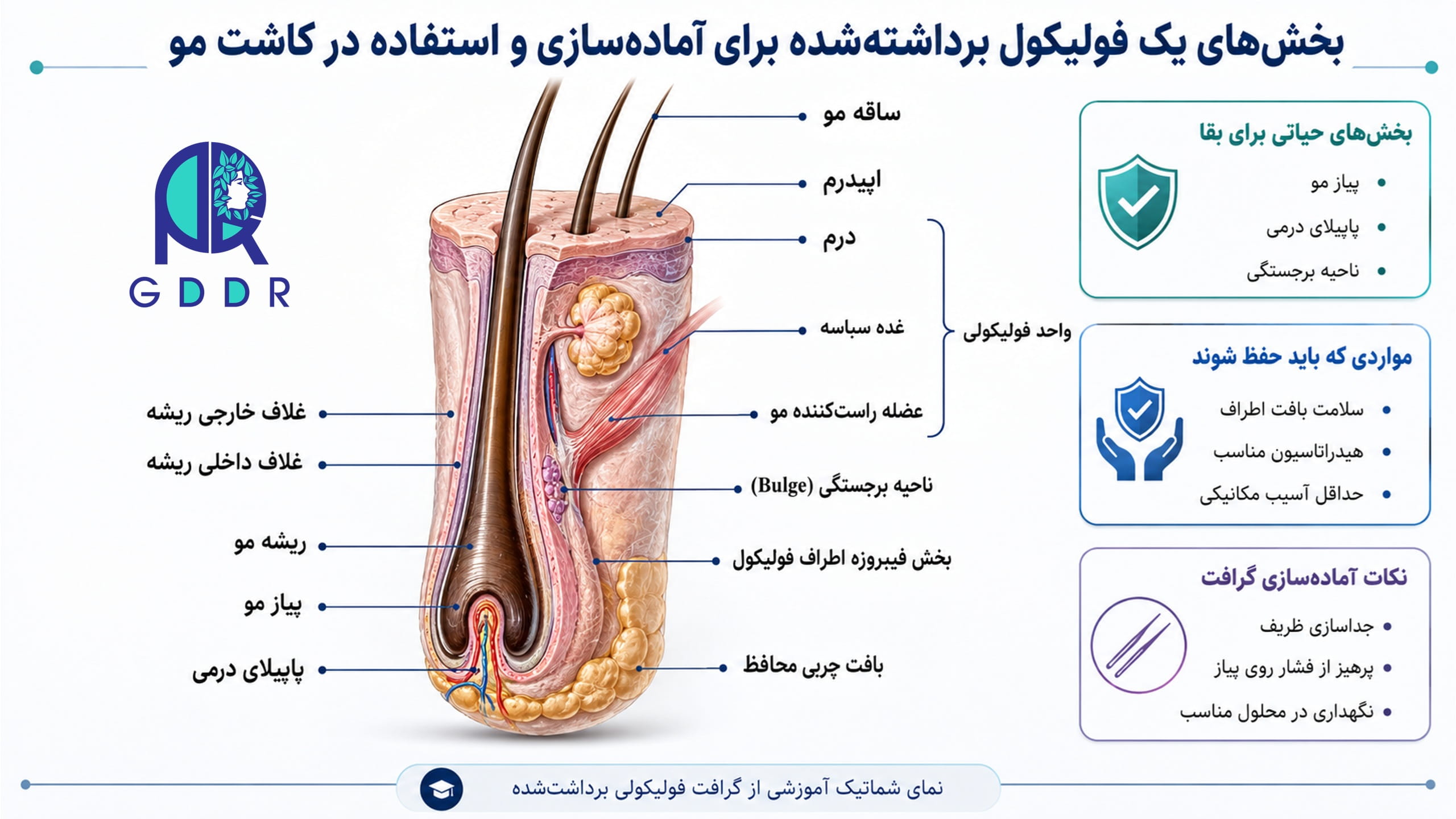 ساختار و اناتومی فولیکول موی برداشت شده جهت اماده سازی برای کاشت مو