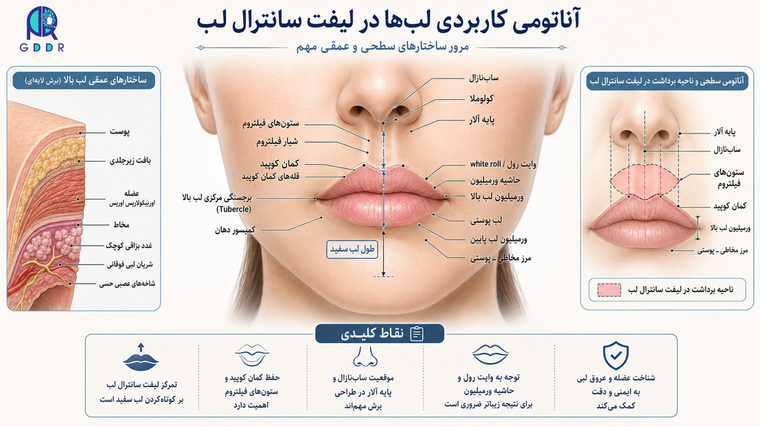 بررسی اینفوگرافیک اناتومی لب و صورت برای لیفت سانترال لب